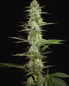 O'Haze Red