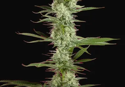 O'Haze Red
