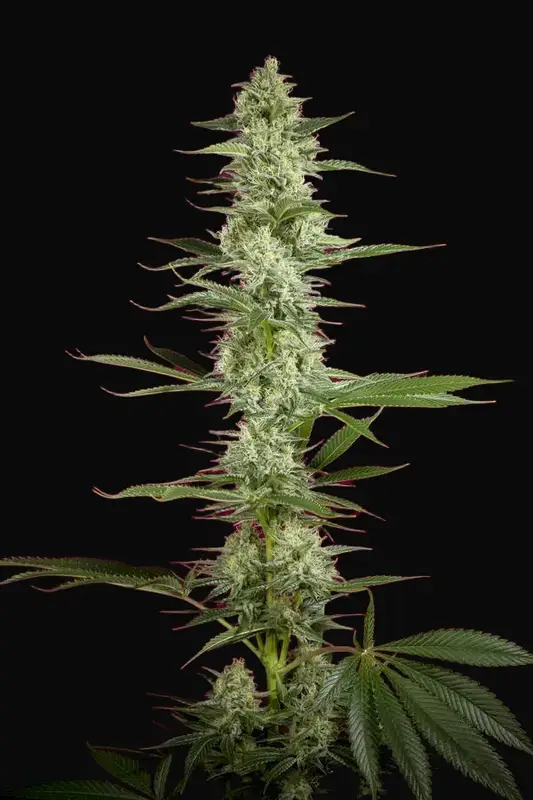 O'Haze Red