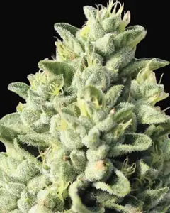 Old Growth OG