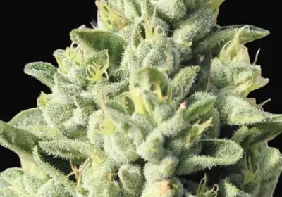 Old Growth OG