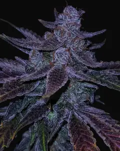 Old School Purple Nuggets Auto
