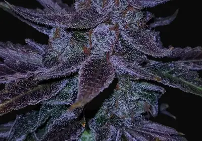Old School Purple Nuggets Auto