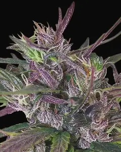 Oldtimer's Haze