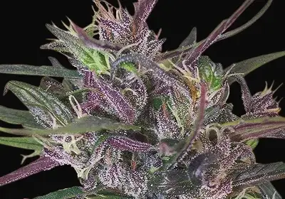 Oldtimer's Haze