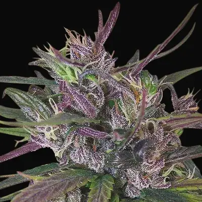 Oldtimer's Haze