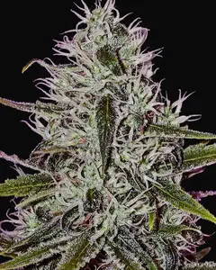One Love Haze