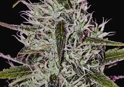 One Love Haze