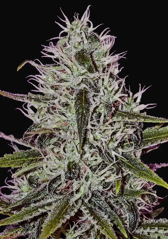One Love Haze