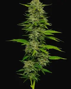 One Love Sativa