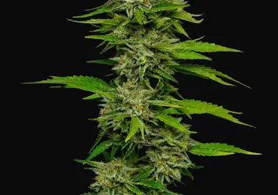 One Love Sativa
