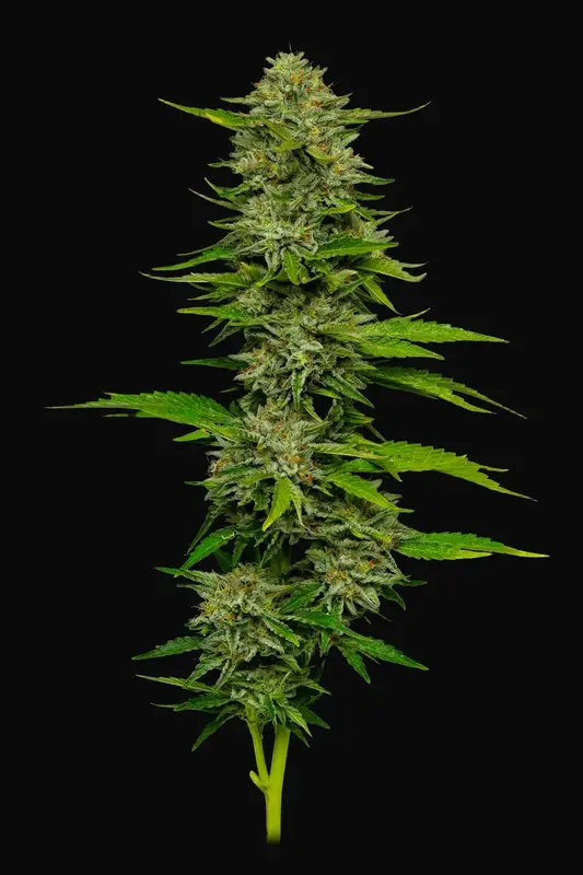 One Love Sativa
