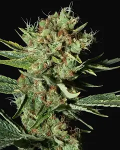 Only CBD