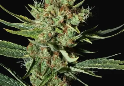 Only CBD