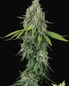 Opium