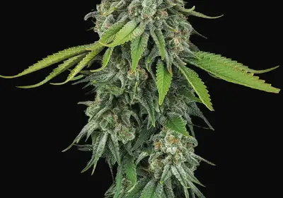 Opium