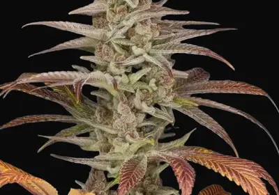 Orange 90