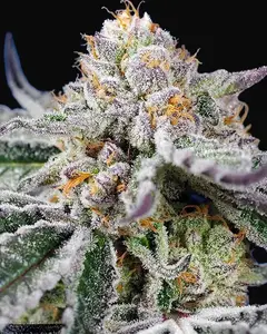Orange Apricot Glue XL Auto