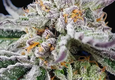 Orange Apricot Glue XL Auto