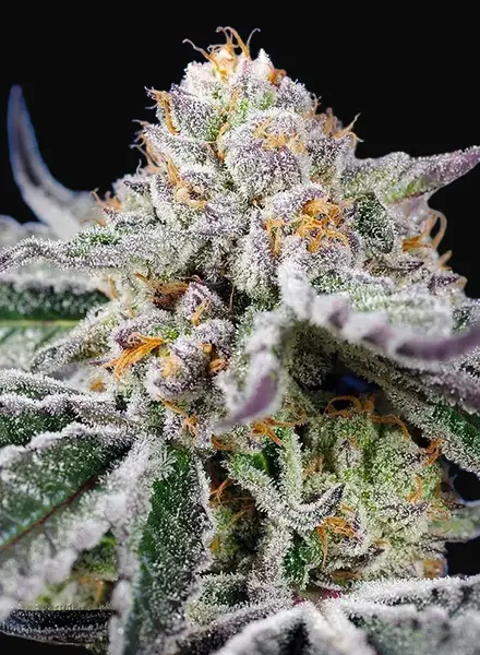 Orange Apricot Glue XL Auto