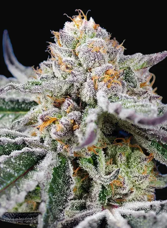 Orange Apricot Glue XL Auto
