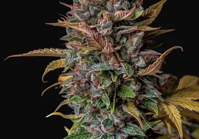 Orange Biscuits Auto