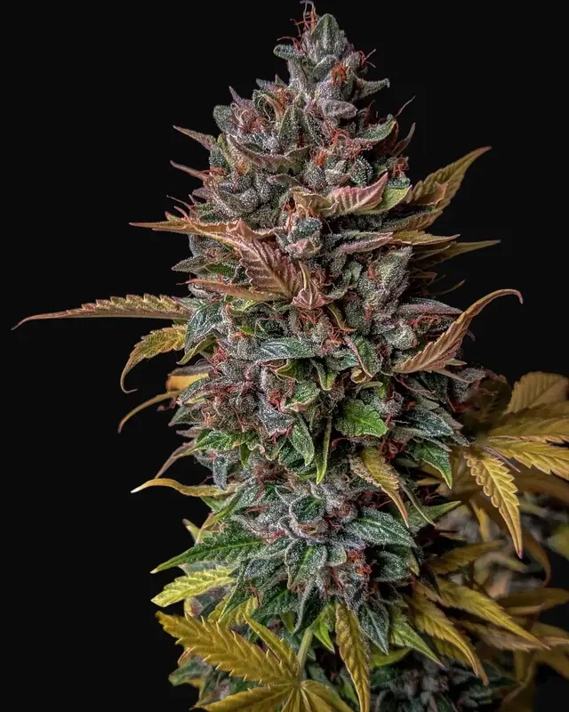 Orange Biscuits Auto