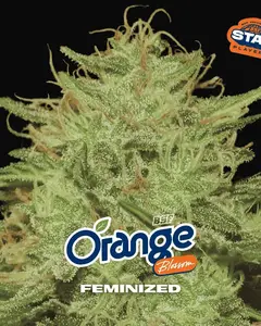 Orange Blossom