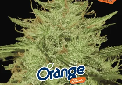 Orange Blossom