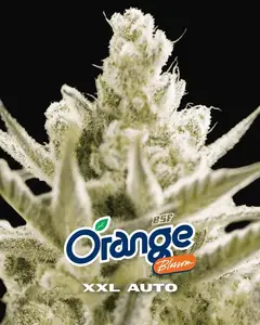 Orange Blossom XXL Auto