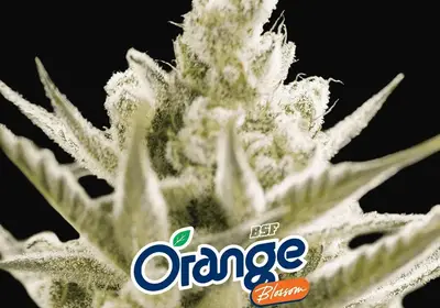 Orange Blossom XXL Auto