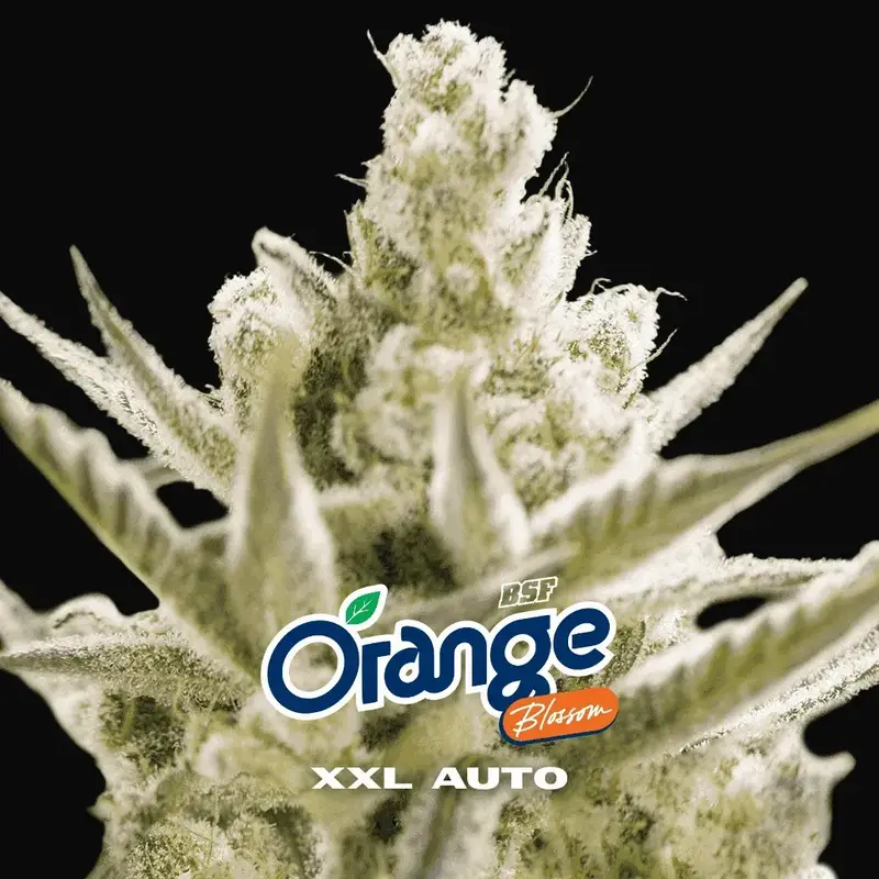 Orange Blossom XXL Auto