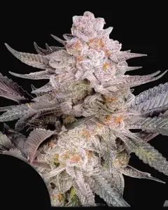 Orange Bud 2.0