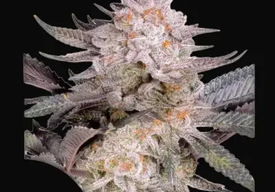 Orange Bud 2.0