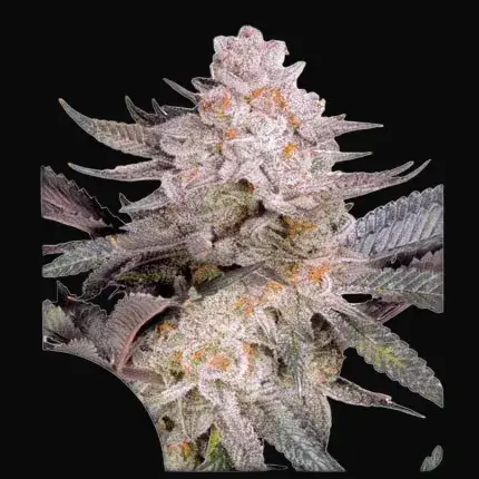 Orange Bud 2.0