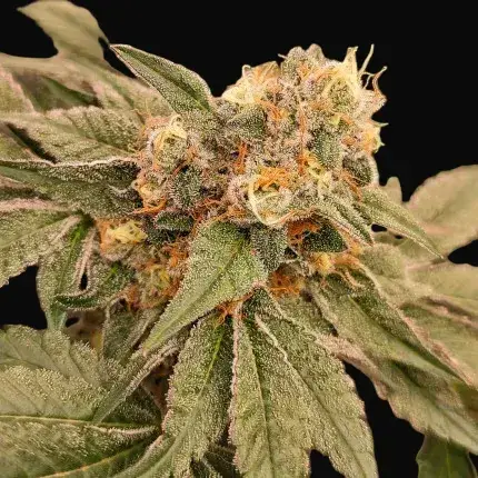 Orange Bud 2.0 — zdjęcie 4