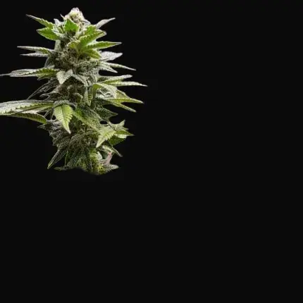 Orange Bud 2.0 — zdjęcie 2