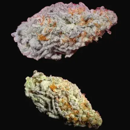 Orange Bud 2.0 — zdjęcie 5