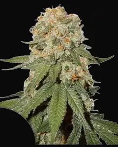 Orange Bud