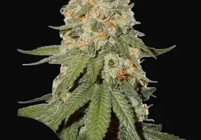Orange Bud