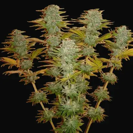 Orange Bud — zdjęcie 2