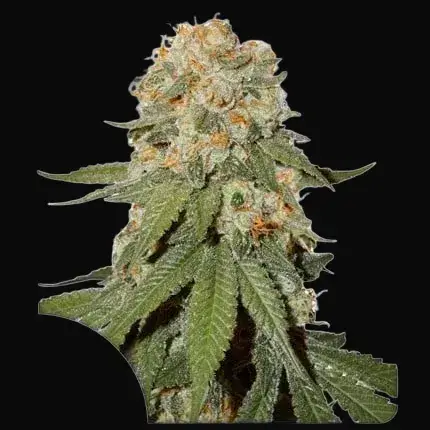 Orange Bud Regular