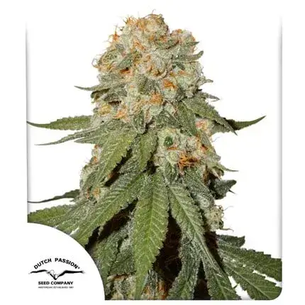Orange Bud Regular