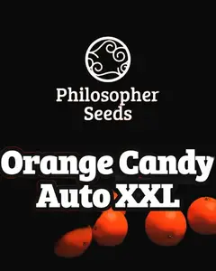 Orange Candy Auto XXL