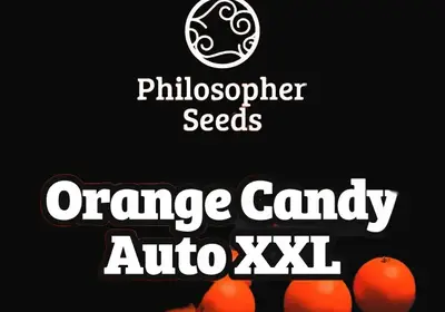 Orange Candy Auto XXL
