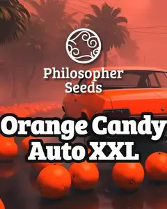 Orange Candy Auto XXL