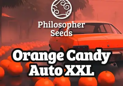 Orange Candy Auto XXL