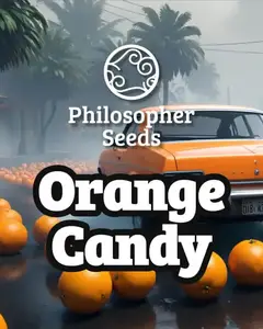 Orange Candy