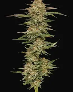 Orange Creampop