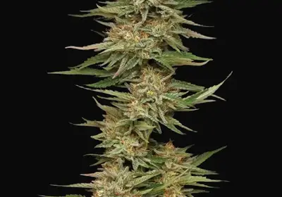 Orange Creampop